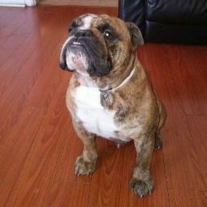 Meet your Posher, Mylo